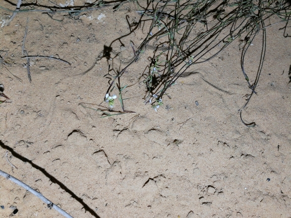 SAND SKINK  photographed by בעז שחם 