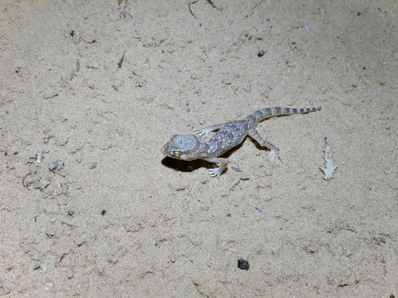 Stenodactylus sthenodactylus sthenodactylus  photographed by בעז שחם 