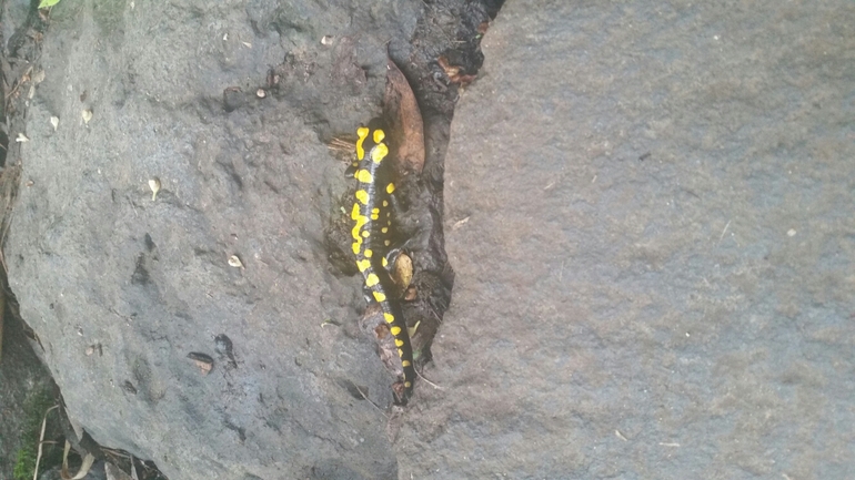 Salamandra infraimmaculata  photographed by צוות תל דן 