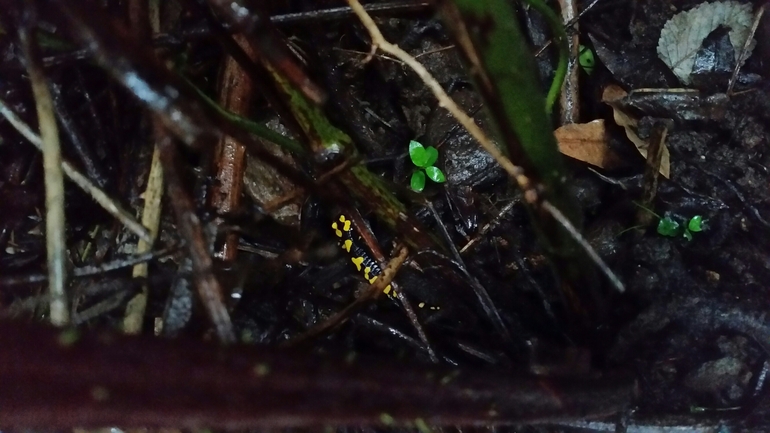 Salamandra infraimmaculata  photographed by צוות תל דן 