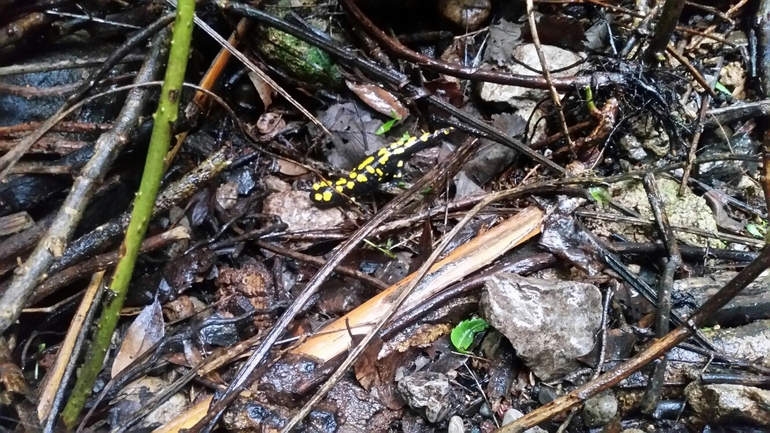 Salamandra infraimmaculata  photographed by צוות תל דן 