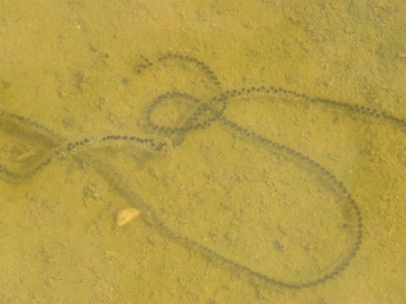 Bufo viridis  photographed by עמית מנדלסון 