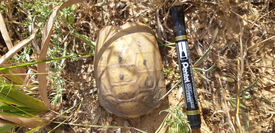 Testudo graeca  photographed by יפתח מגן 