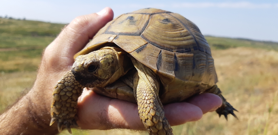 Testudo graeca  photographed by udic@npa.org.il 