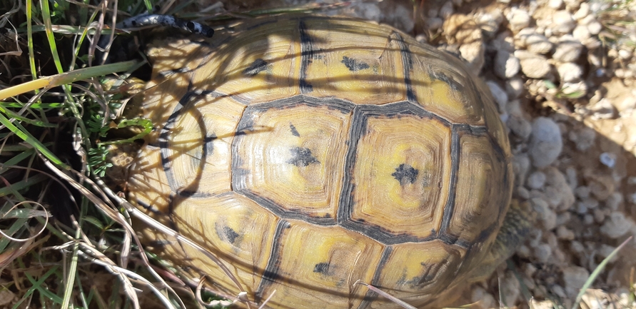 Testudo graeca  photographed by udic@npa.org.il 