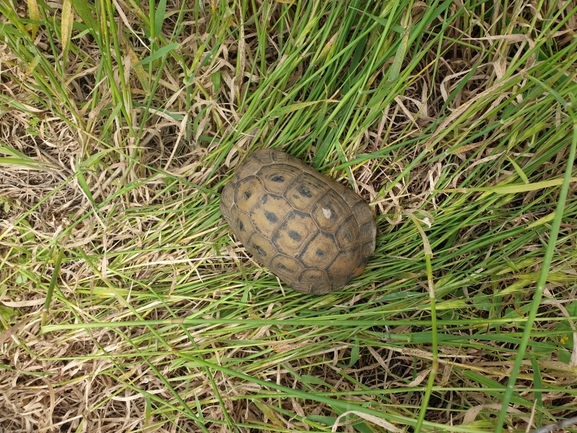 Testudo graeca  photographed by שלומי עמרן 