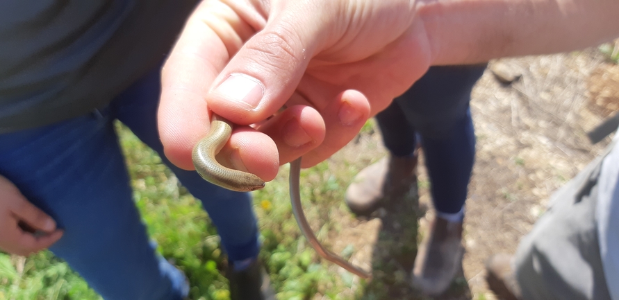 Chalcides guentheri  photographed by אריאל קדם 