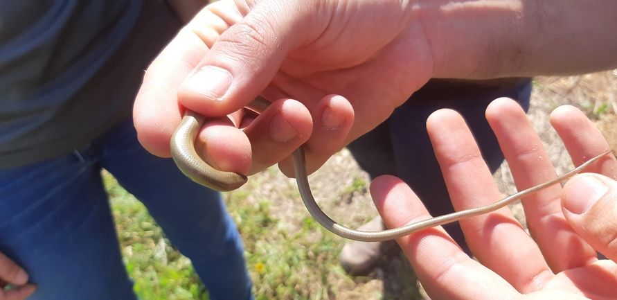 Chalcides guentheri  photographed by אריאל קדם 