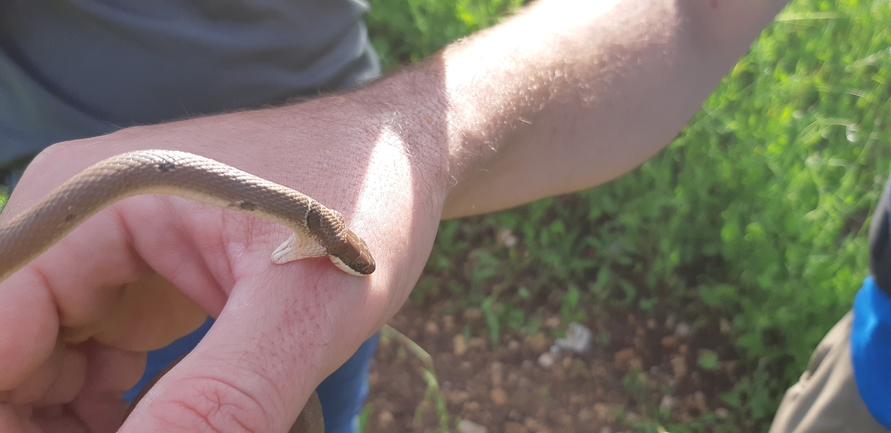 Coluber rubriceps  photographed by אריאל קדם 