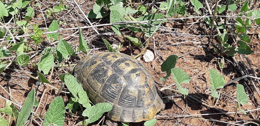 צב-יבשה מצוי  צולם על ידי יריב מליחי 