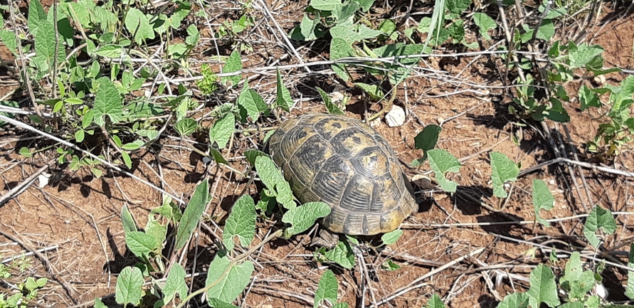 Testudo graeca  