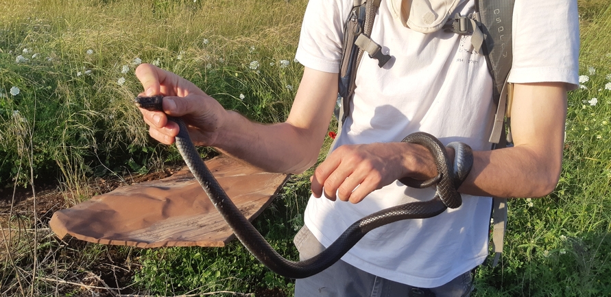 Dolichophis jugularis  photographed by אריאל קדם 