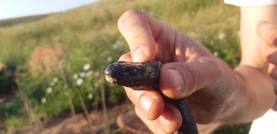 Dolichophis jugularis  photographed by אריאל קדם 