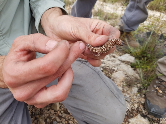 Hemidactylus turcicus turcicus  photographed by אופיר בריקנשטיין 