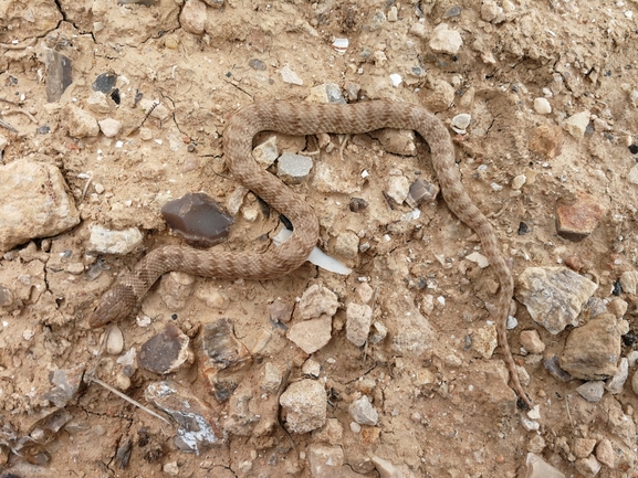 Eirenis coronelloides  photographed by בעז שחם 