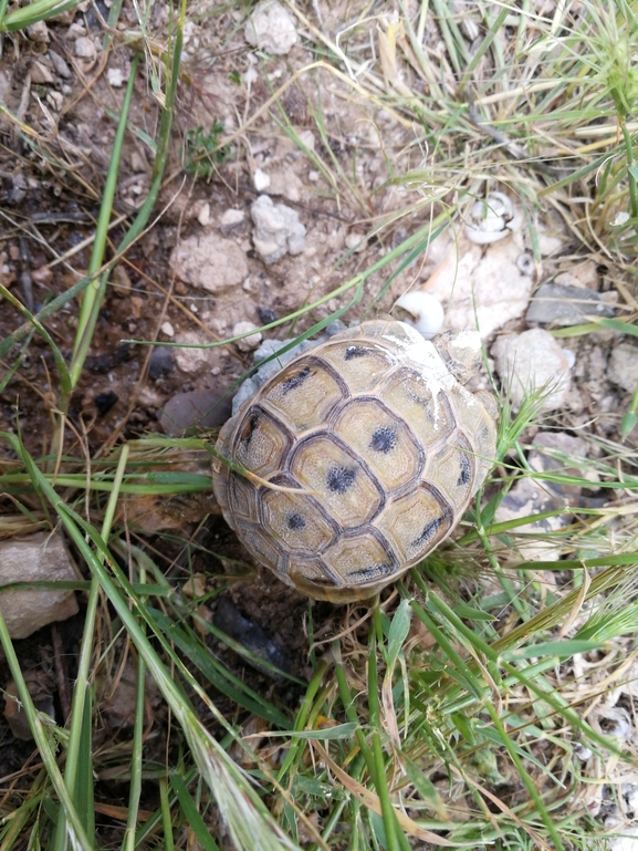 Testudo graeca  photographed by בעז שחם 