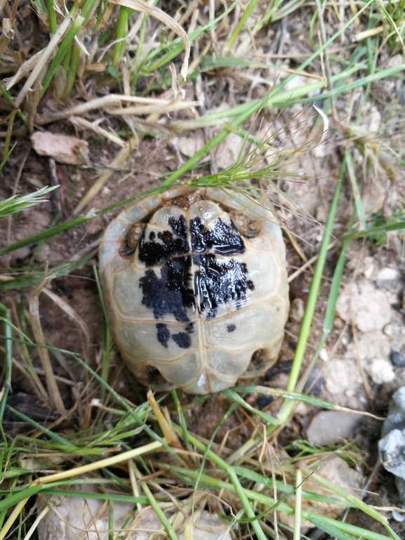 Testudo graeca  photographed by בעז שחם 