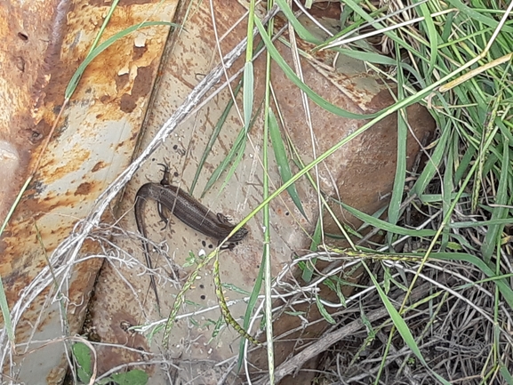 Mabuya vittata  photographed by אחיה טובי 