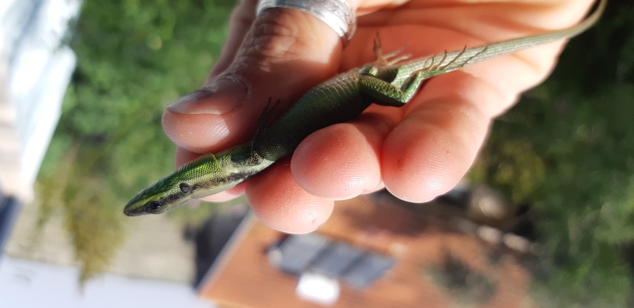 Lacerta laevis laevis  photographed by אריאל קדם 