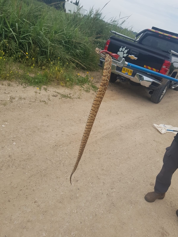 Vipera palaestinae  photographed by סיון מרדוק 