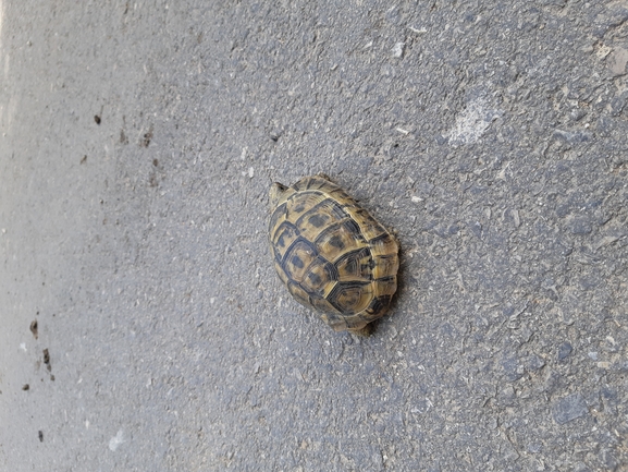 Testudo graeca  photographed by יונתן סבלסקי 