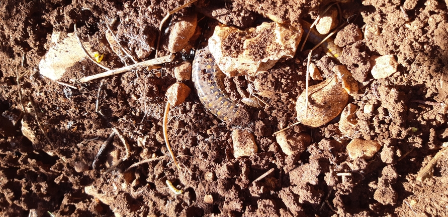 Eumeces schneideri  photographed by נעם רווח 