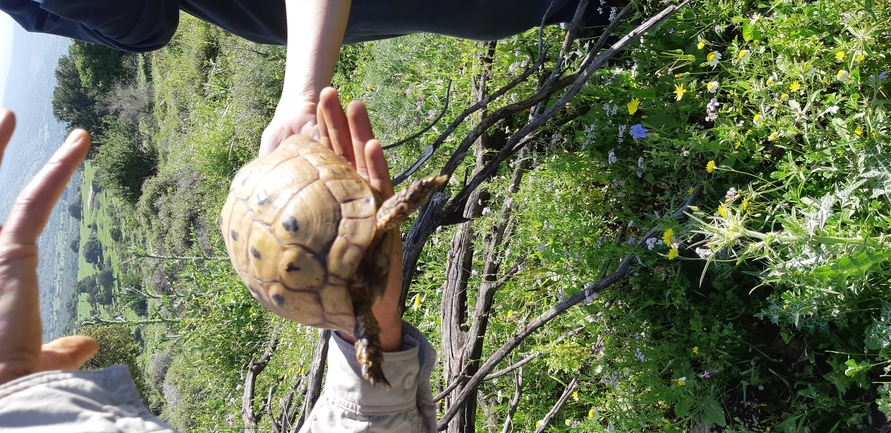 Testudo graeca  photographed by נעם רווח 