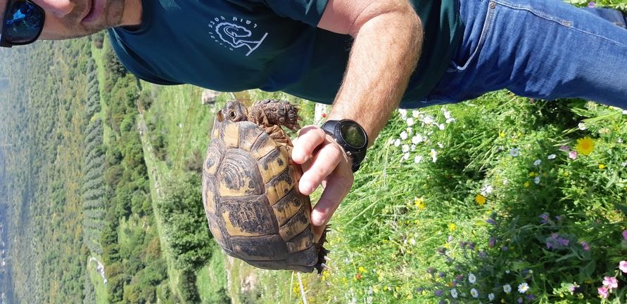 Testudo graeca  photographed by נעם רווח 