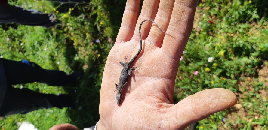 Lacerta laevis laevis  photographed by נעם רווח 