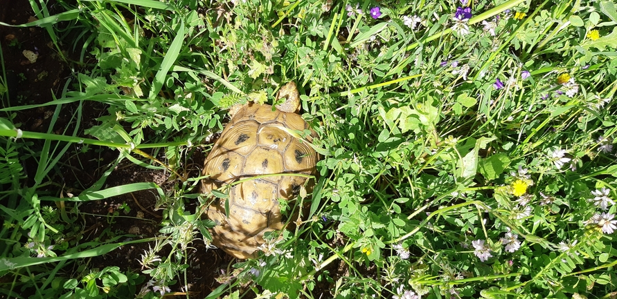 Testudo graeca  photographed by נעם רווח 