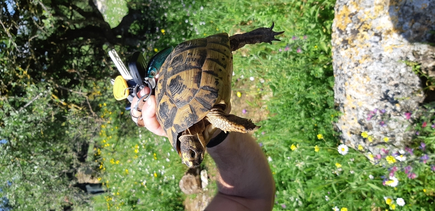 Testudo graeca  photographed by נעם רווח 