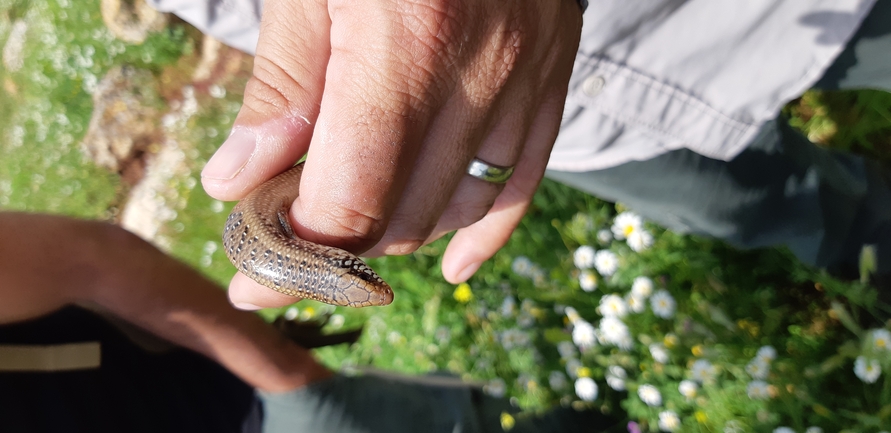 Chalcides ocellatus  photographed by נעם רווח 