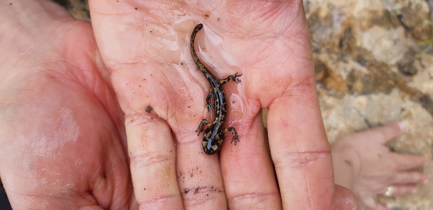 Salamandra infraimmaculata  photographed by נעם רווח 