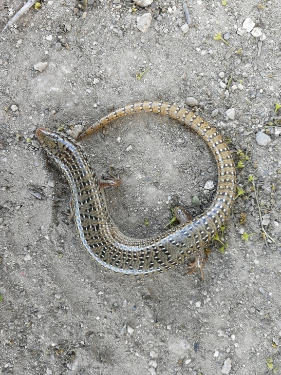 Chalcides ocellatus  photographed by בעז שחם 