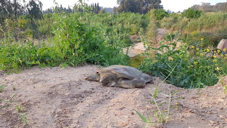 צב רך  צולם על ידי יריב מליחי 