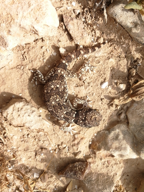 Stenodactylus sthenodactylus sthenodactylus  photographed by בעז שחם 