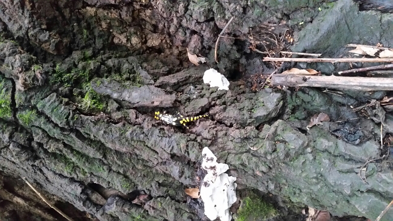 Salamandra infraimmaculata  photographed by צוות תל דן 