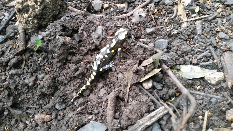 Salamandra infraimmaculata  photographed by צוות תל דן 