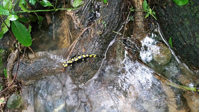 Salamandra infraimmaculata  photographed by צוות תל דן 