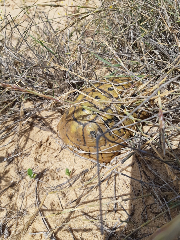 Testudo graeca  photographed by michal shemesh 