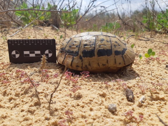 Testudo graeca  photographed by סיון מרדוק 