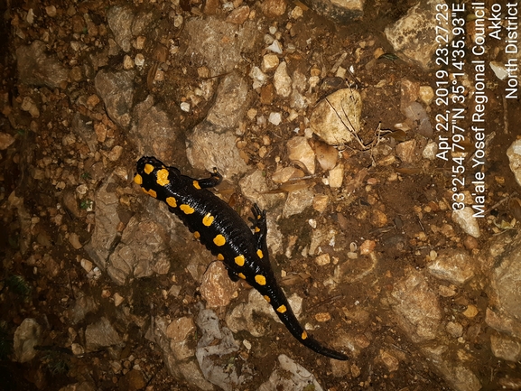 Salamandra infraimmaculata  photographed by גורי מנור 