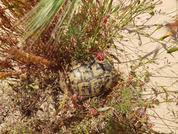 Testudo graeca  photographed by אופיר בריקנשטיין 