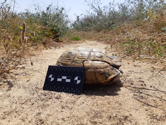 צב-יבשה מצוי  צולם על ידי סיון מרדוק 