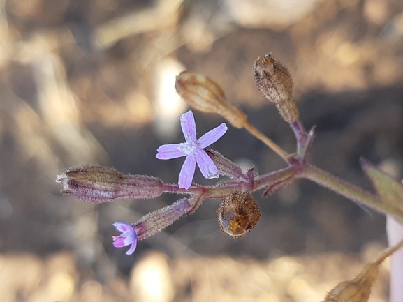 Trionyx triunguis  photographed by Dotan Rotem 