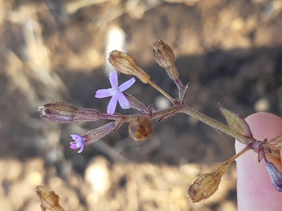 Trionyx triunguis  photographed by Dotan Rotem 