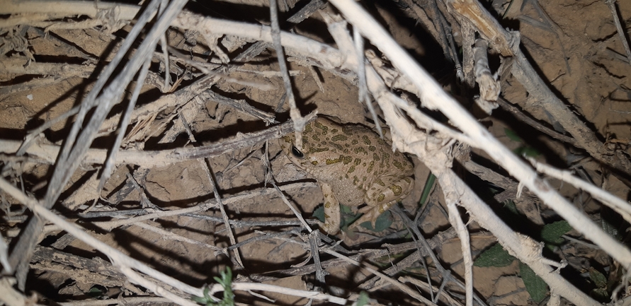 Bufo viridis  photographed by אברהם לינקולן 