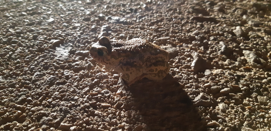 Bufo viridis  