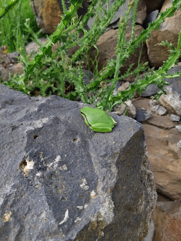 Hyla savignyi (Hyla arborea)  photographed by michal shemesh 