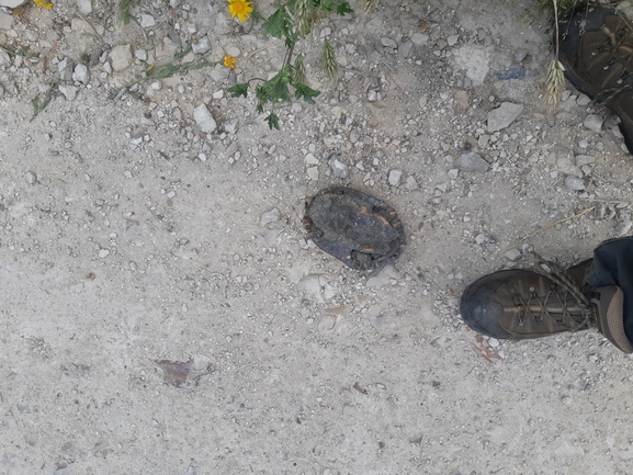 Mauremys caspica rivulata  photographed by ברק ברכיאל  